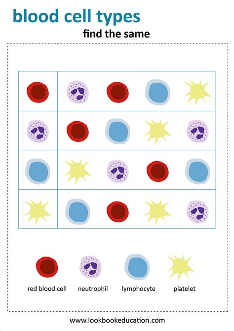 Types Of Cells Worksheet