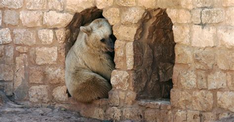 Israeli zoo animals show signs of stress