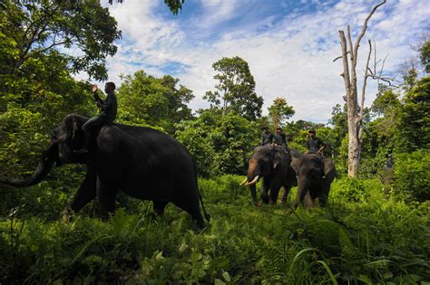 Fauna Taman Nasional Gunung Leuser | My XXX Hot Girl