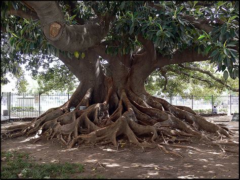 UMBU (Ombu) TREE, Congresso, Buenos Aires, Argentina | Flickr