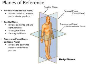 Importance of Anatomical body position, planes & terms of movement ...