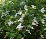 wax leaf privet | Fragrant flowers, Flowering shrubs, Landscaping plants