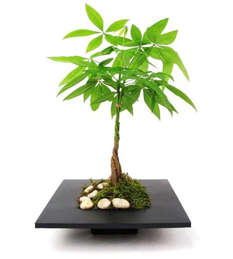 Bonsai Money Trees Care Guide (Crassula ovate) - Bonsai Tree Gardener