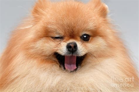 Pomeranian spitz Photograph by Borislav Stefanov - Fine Art America