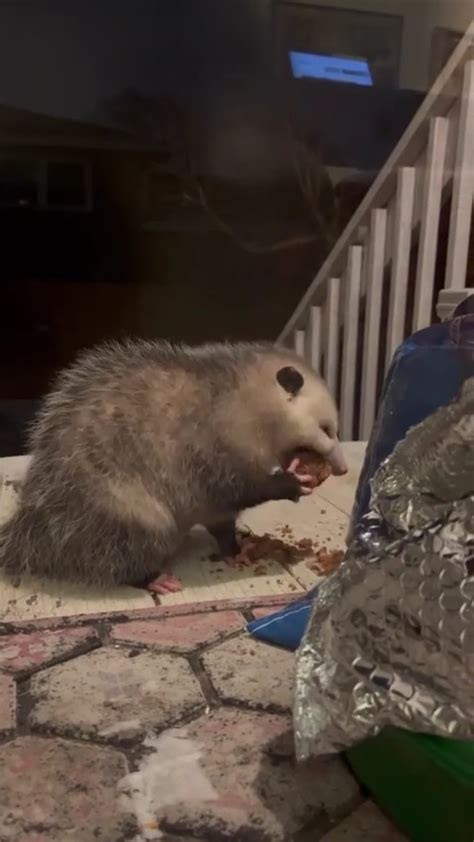 Opossum eating a muffin at my parents' house : r/Opossums