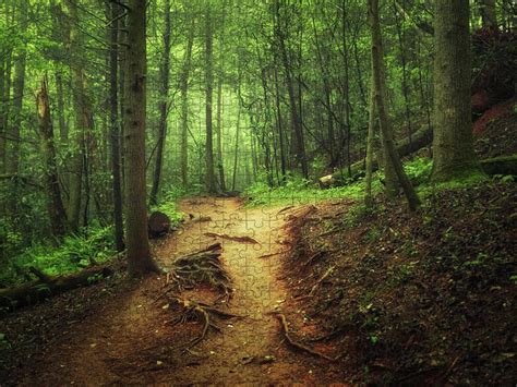 Trail Through The Forest Jigsaw Puzzle by Marilyn Nieves - Photos.com