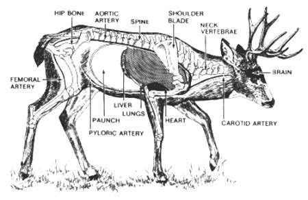 The Anatomy Of A Whitetail Deer - ANATOMY