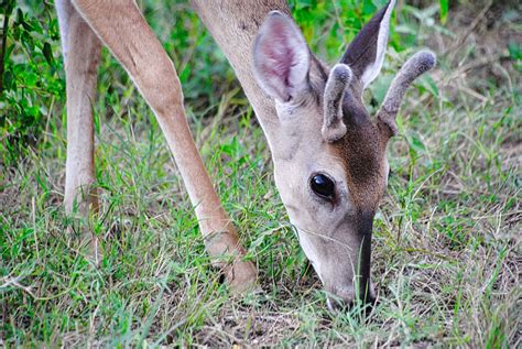 Deer Antler Animal - Free photo on Pixabay - Pixabay