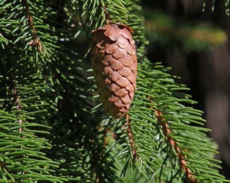 Picea abies | GardensOnline