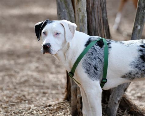 Catahoula Leopard Dog Ultimate Guide: Pictures, Characteristics, & Facts - Animals Comparison