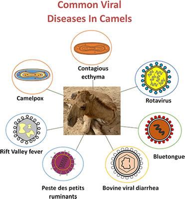 Frontiers | Camel viral diseases: Current diagnostic, therapeutic, and preventive strategies