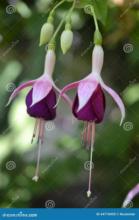 Two Pink Flowers Like Dancing Girls Stock Image - Image of green, dancing: 44710459