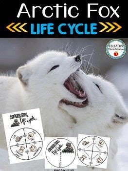 Arctic Fox Life Cycle Wheel and Poster Set | Arctic fox, Life cycles ...