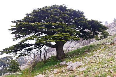 Lebanese Tree Symbol