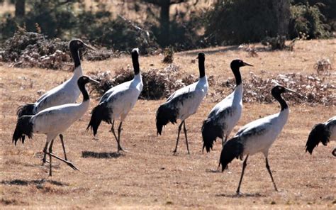 Wildlife - Bhutan DMC