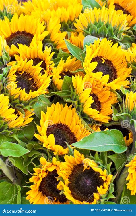 A bunch of sunflowers stock image. Image of stall, plant - 32479019