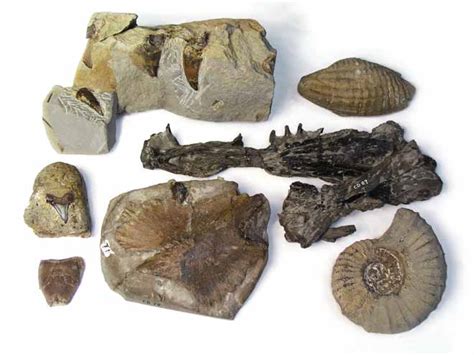 Cretaceous fossils – Fossils – Te Ara Encyclopedia of New Zealand