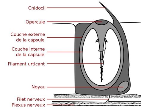 Schéma d'un cnidocyte