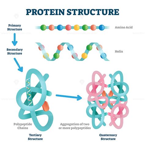 Protein structure vector illustration - VectorMine