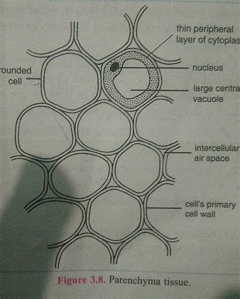 Types Of Parenchyma Cells