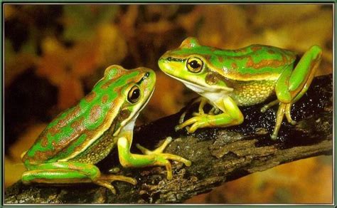 Green and golden bell frog - Alchetron, the free social encyclopedia