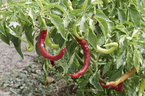 Growing Paprika - Where Does Paprika Grow And Other Paprika Spice Info ...