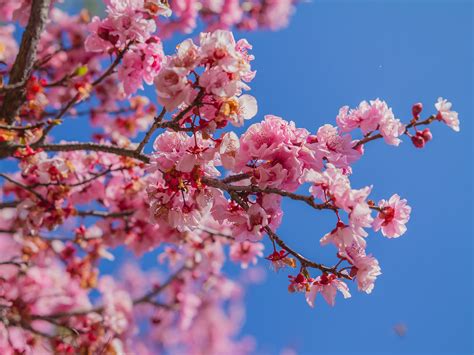 How To Grow Cherry Blossoms At Home - realestate.com.au