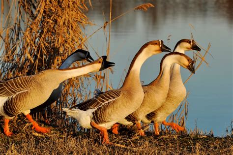 African Geese - Baby Waterfowl for Sale | Cackle Hatchery