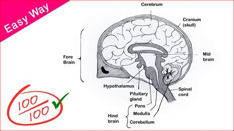 Simple Brain Diagram