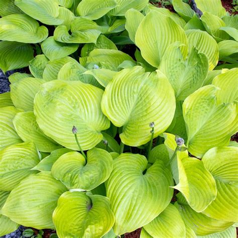 Hosta Varieties: 20+ Of The Best (Not Boring) Plaintain Lilies For Your Garden