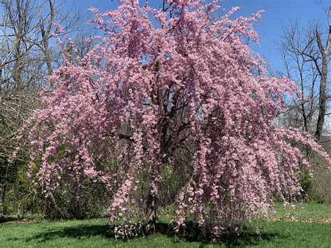 Love this time of year. Our willow tree blooming. #gardening #garden #DIY #home #flowers #roses ...