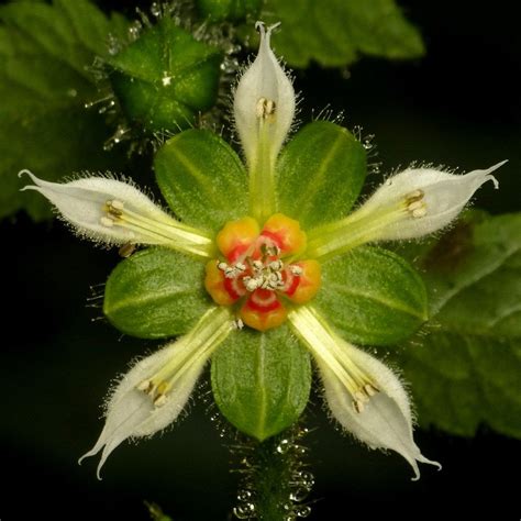 Nasa triphylla, Loasaceae | Unusual flowers, Strange flowers, Amazing ...