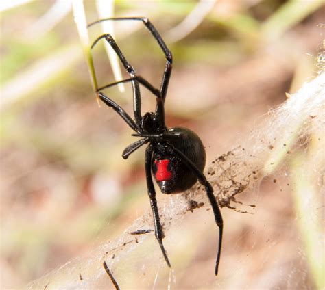 Black Widow spider outdoors, with her red hourglass marking visible on ...