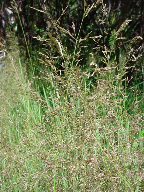 Vascular Plants of the Gila Wilderness-- Agrostis stolonifera