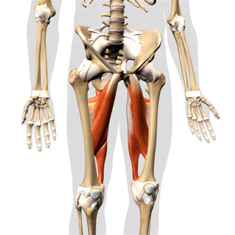 Hip Abductor Muscles Anatomy