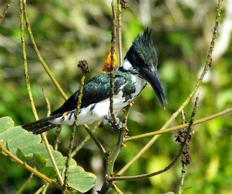 amazon kingfisher 1 | Costa Rica Living and Birding