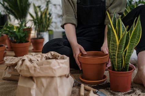 How to Repot Indoor Plants - Dennis' 7 Dees | Landscaping Services ...