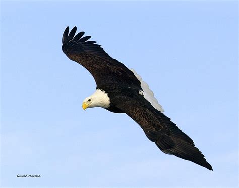 Soaring Bald Eagle 2 Photograph by Gerald Marella - Fine Art America