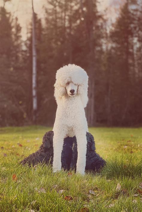 Galavanting Puppy Update: The poodle puppies play outside and meet new ...