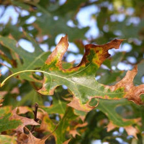 Oak wilt an aggressive disease that kills thousands of trees | Vermont Invasives