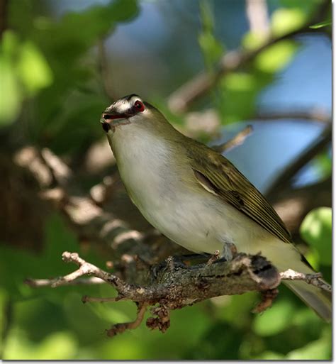 Backyard Bird Cam - Red-eyed Vireo