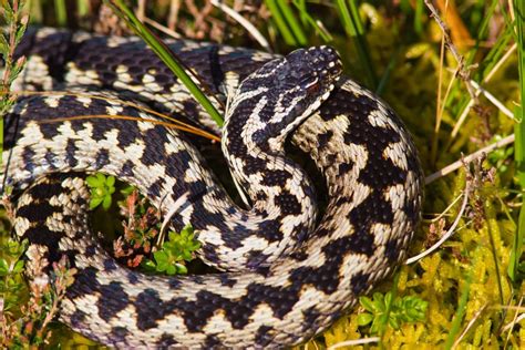 British Wildlife of the Week: Adder - The Nature Nook