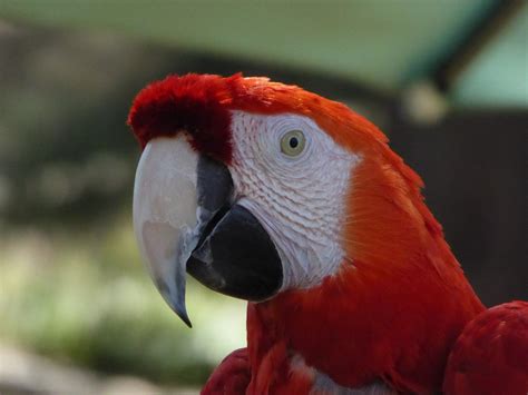 Red Macaw Parrot Head Free Stock Photo - Public Domain Pictures