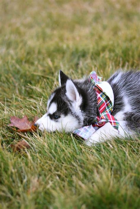 Husky Puppy Sleeping: A Complete Guide For Your Pup