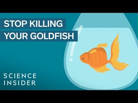 Do Goldfish Stop Growing In A Small Tank? Exploring Size Constraints