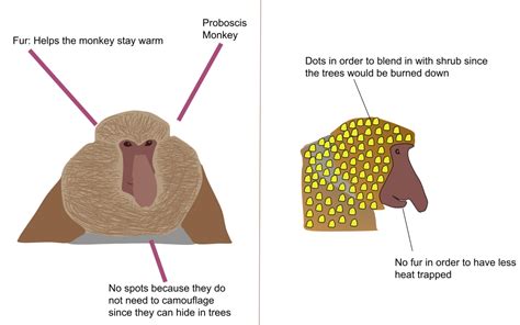 Future Engineers :: Future Creatures Challenge :: Gallery :: Proboscis Monkey