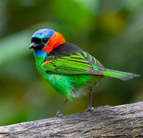 Birds of Brazil: Beautiful Bird Photography by Hudson Martins ...