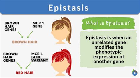 Epistasis Definition