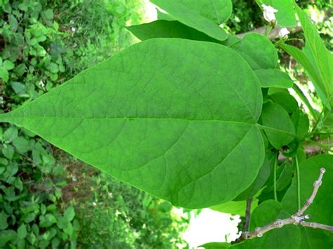 Catalpa speciosa