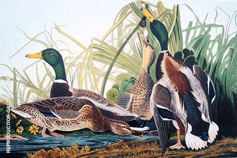 Mallard Duck by John James Audubon | Oil Painting Reproduction
